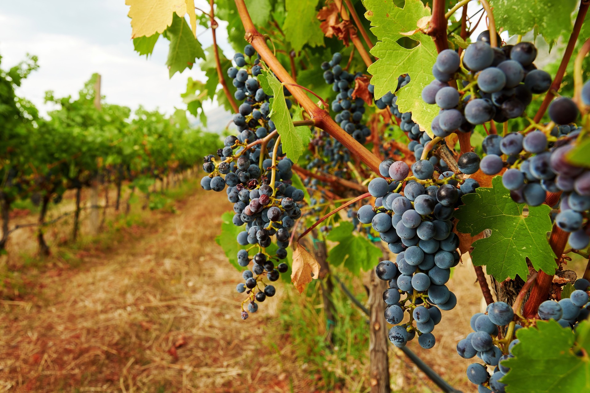 Uva di vite rossa sul ramo del cespuglio in cantina